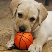 犬なのに散歩を嫌がる子の対処法!ウチはこうして散歩好きに… 犬なのに散歩を嫌がる子の対処法!ウチはこうして散歩好きに…