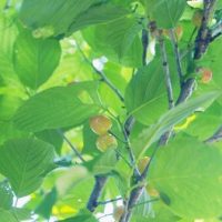 みどりの日の由来をわかりやすく。